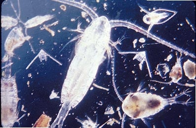 Labyrinthulidae Day Five – Jesuit Dallas Marine Biology