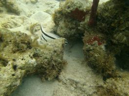 Day 1- Orientation & 2 dives